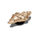 Crocs Jibbitz™ charms Gold Sea Shell